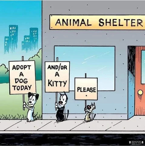 Adopting A Pet From an Animal Shelter