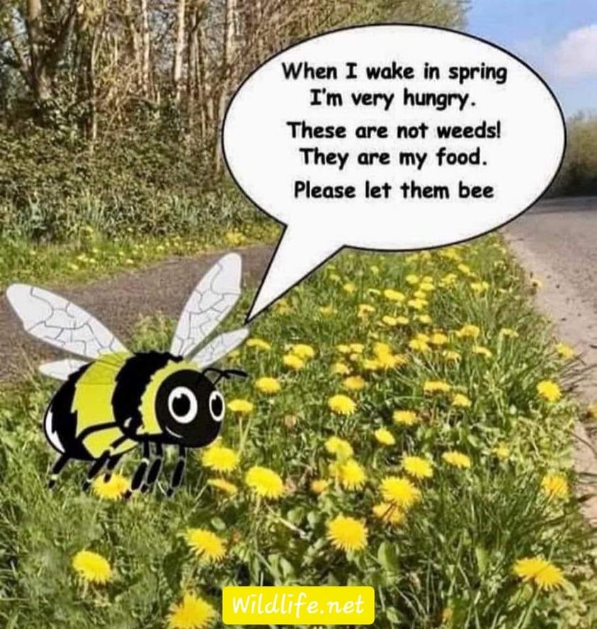Dandelions