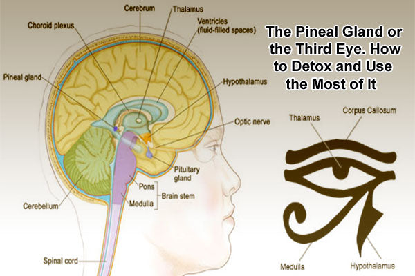 THE PINEAL GLANDULA