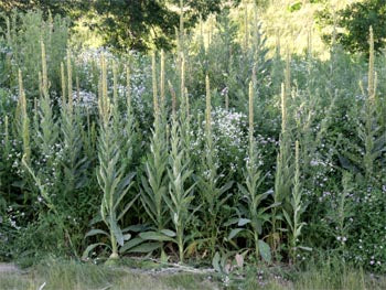 Smoking mullein