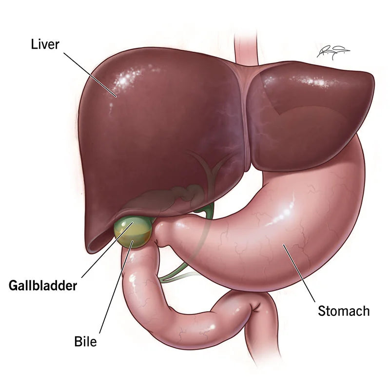 How To Keep Your Gallbladder Healthy